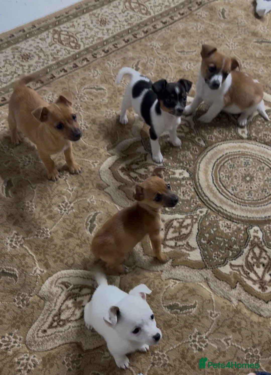 Jack Russell dogs for sale: Jack russel pups  in Darwen - Advert 2