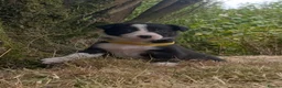 Border Collie dogs for sale: Stunning Border Collie Puppies in Llandovery - Advert 16