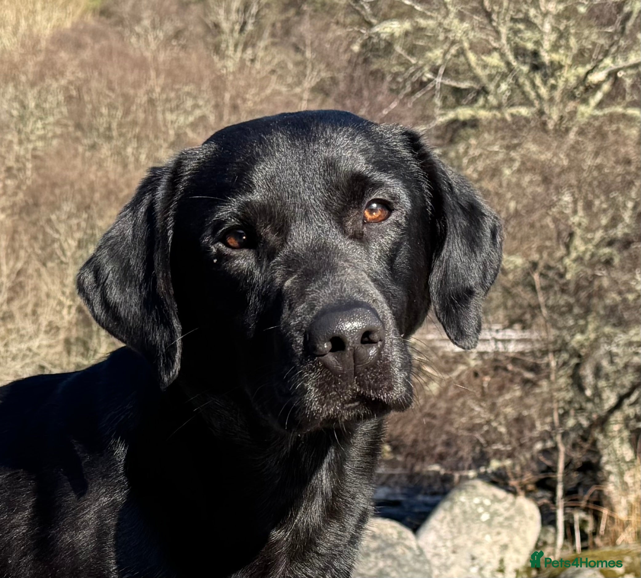 Labrador Retriever dogs FTW Shooting Vega of Wedgnock (Bluff) - Advert 1