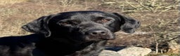 Labrador Retriever dogs for stud: FTW Shooting Vega of Wedgnock (Bluff) - Advert 1