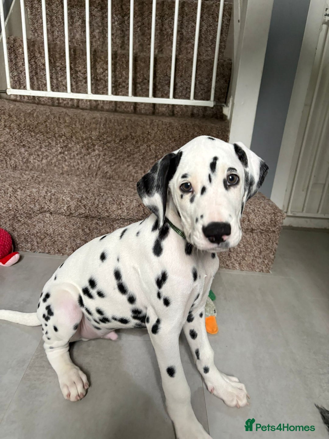 Dalmatian dogs for sale: Dalmatian puppies ready advert fully - Advert 29