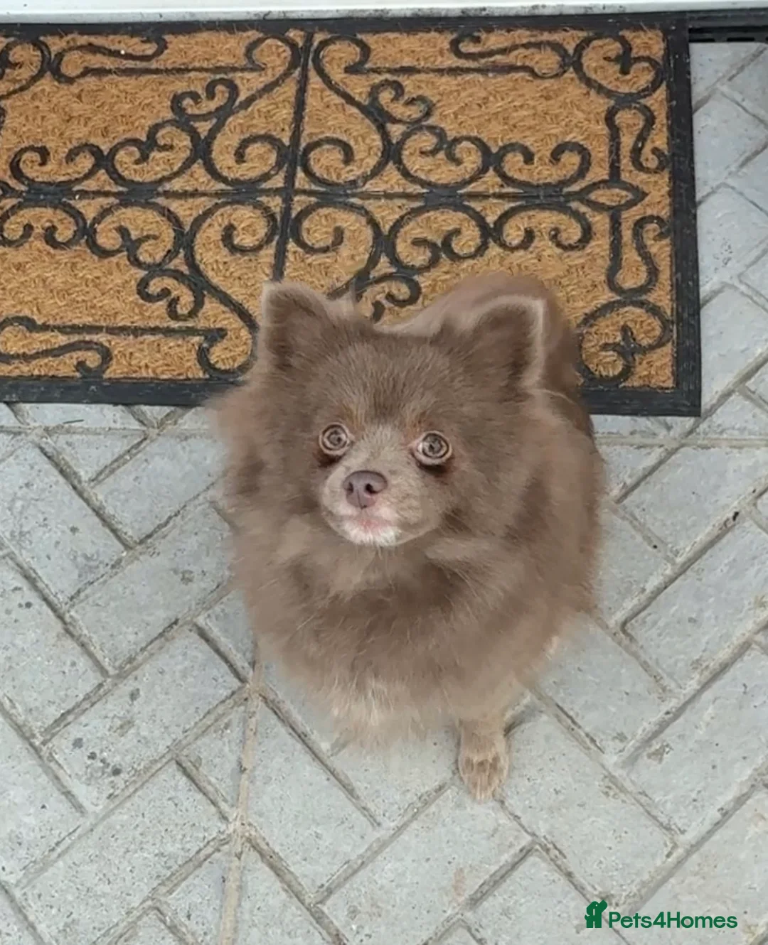 Pomeranian dogs for sale: Blue fox face champion bloodlines Pomeranian  - Advert 1