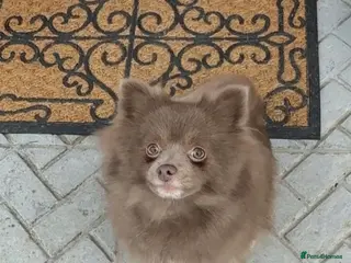 Pomeranian dogs Blue fox face champion bloodlines Pomeranian - Advert 8