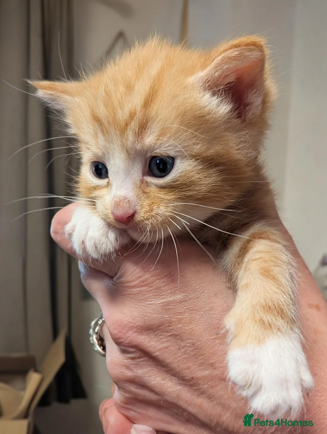 Mixed Breed cats for sale: Kittens of all colours  - Advert 9