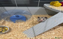 Hamster rodents for sale: Syrian hamster  - Image 4