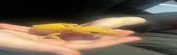 Gecko reptiles for sale: Leopard Gecko in Stockton-on-Tees - Advert 2