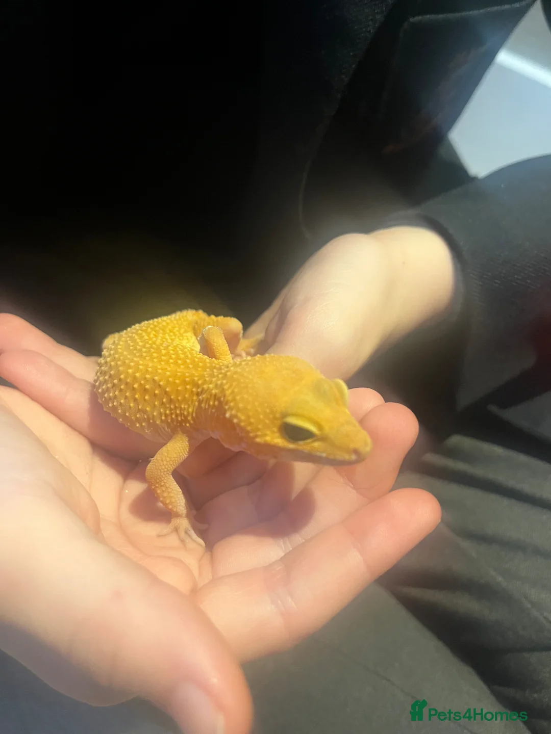 Gecko reptiles for sale: Leopard Gecko in Stockton-on-Tees - Advert 2