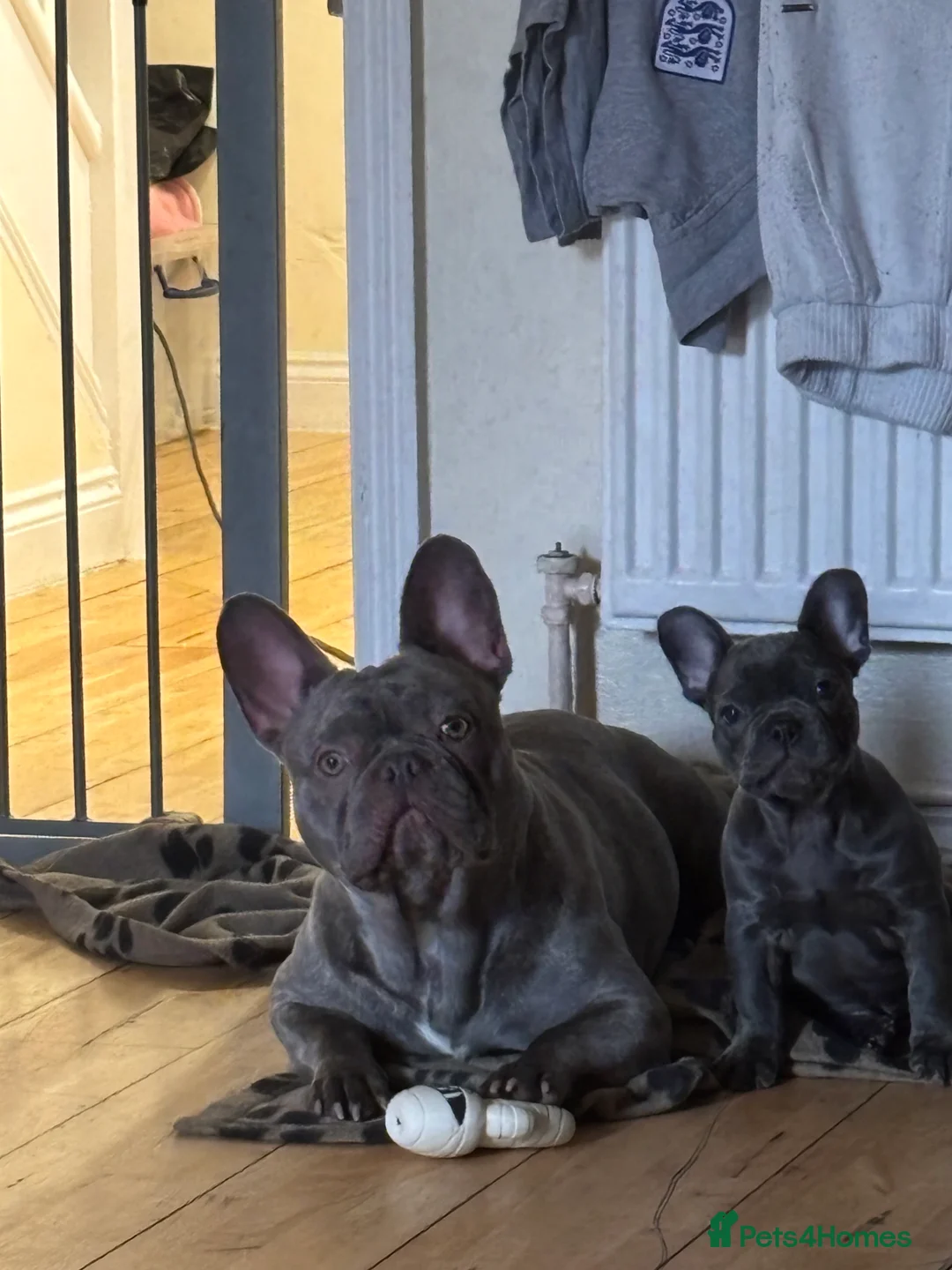 French Bulldog dogs for sale: 3 year old French bulldog - Advert 2