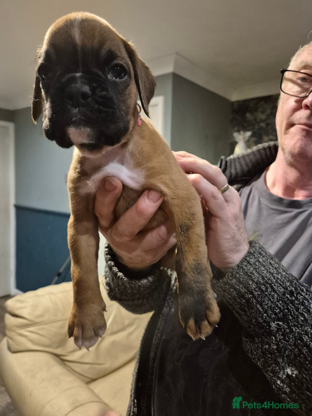Boxer dogs for sale: ** 1 left*Beautiful bobtail & longtail kc boxer  - Advert 4