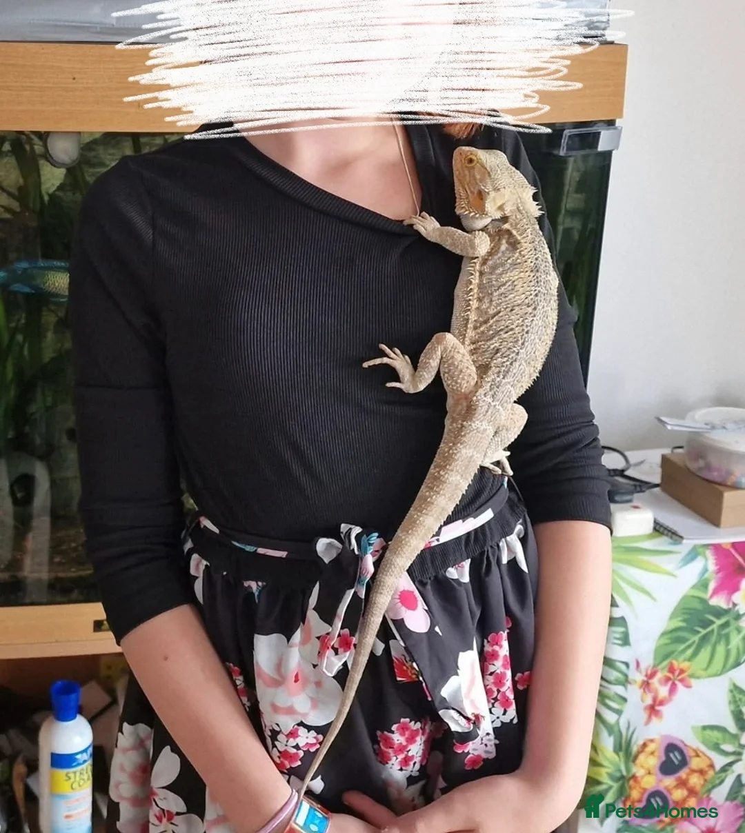 Bearded Dragon reptiles for sale: 5 year old lovely female Bearded Dragon + housing - Advert 11