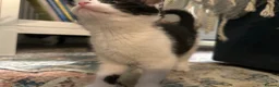 Domestic Shorthair cats for sale: Stunning litter off kittens - Advert 14