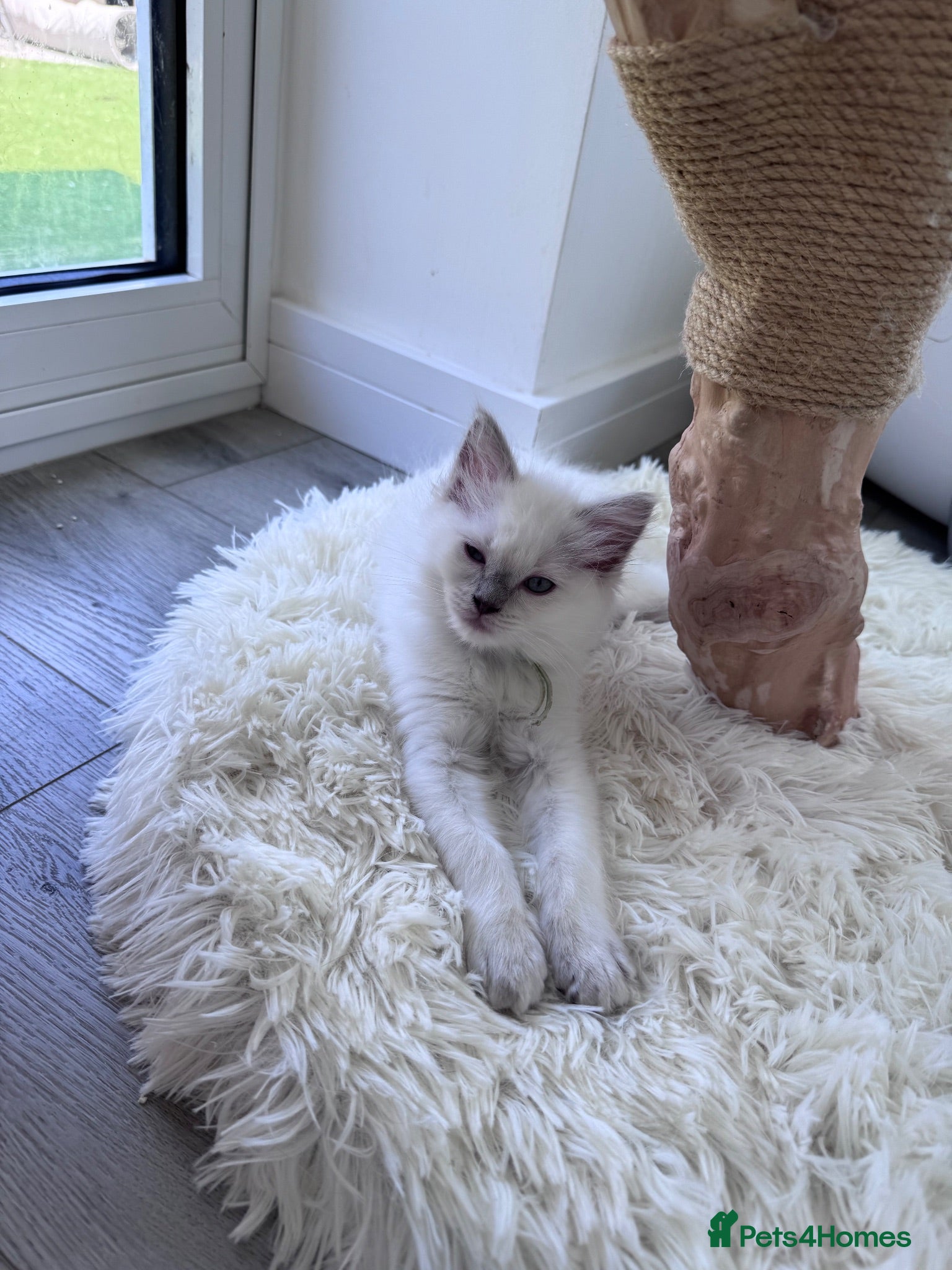 Ragdoll cats ✨ Beautiful GCCF Registered Ragdoll Kittens ✨ - Advert 1