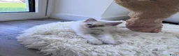 Ragdoll cats for sale: ✨ Beautiful GCCF Registered Ragdoll Kittens ✨ - Advert 1