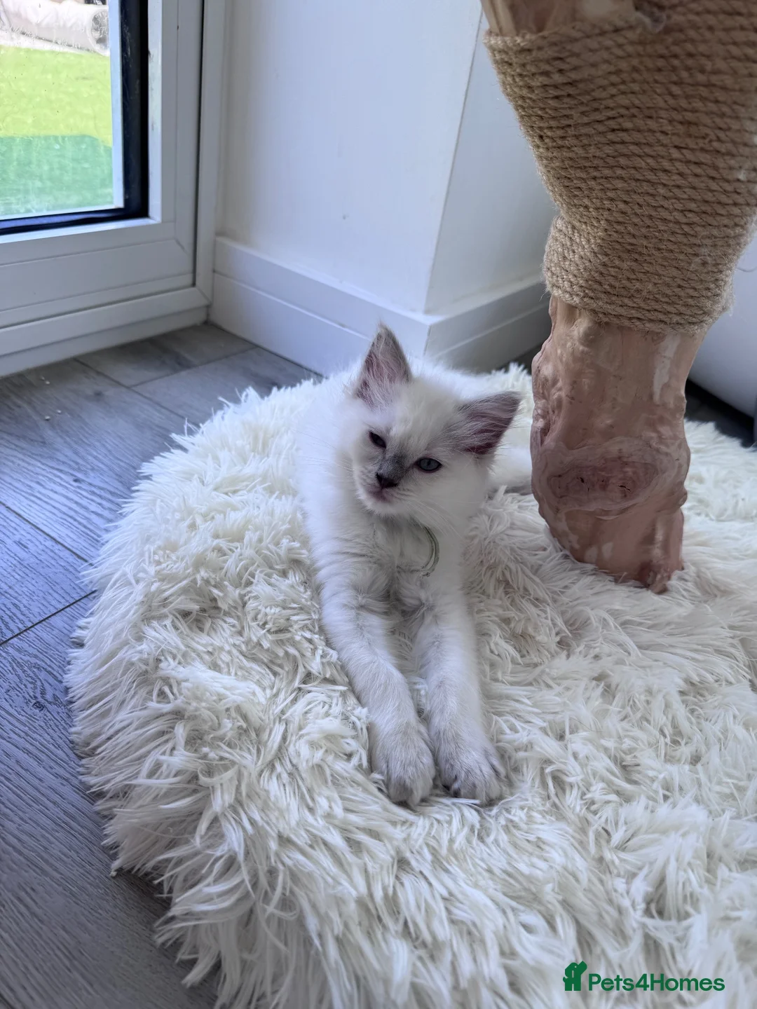 Ragdoll cats for sale: ✨ Beautiful GCCF Registered Ragdoll Kittens ✨ - Advert 1