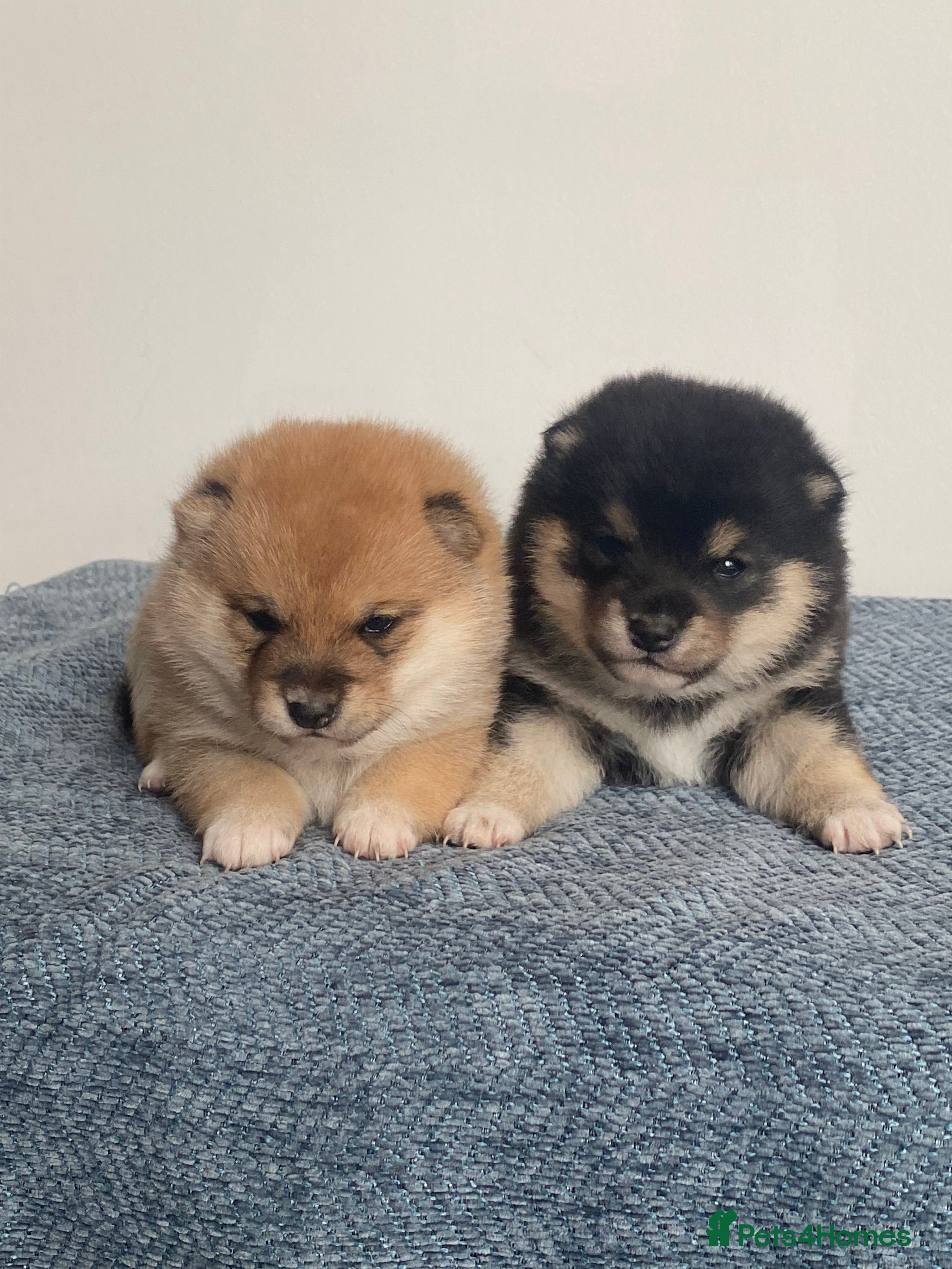 Japanese Shiba Inu dogs Japanese Championship Bloodline Mame Shiba   - Advert 9