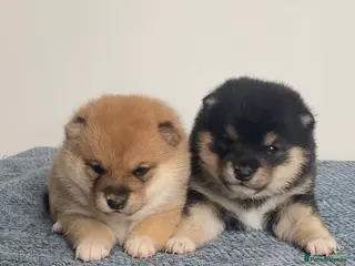 Japanese Shiba Inu dogs Japanese Championship Bloodline Mame Shiba - Advert 9