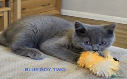 British Shorthair cats for sale: Gorgeous British short haired kittens READY NOW - Image 8