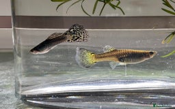 Other/Mixed Breed fish for sale: Mixed guppies 2-3 cm; guppy Fry. Fast delivery - Image 7