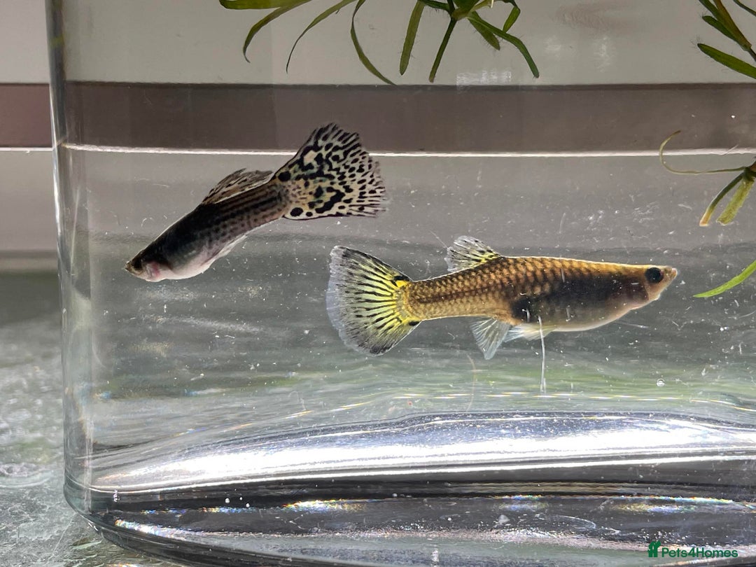 Other/Mixed Breed fish for sale: Mixed guppies 2-3 cm; guppy Fry. Fast delivery - Image 7