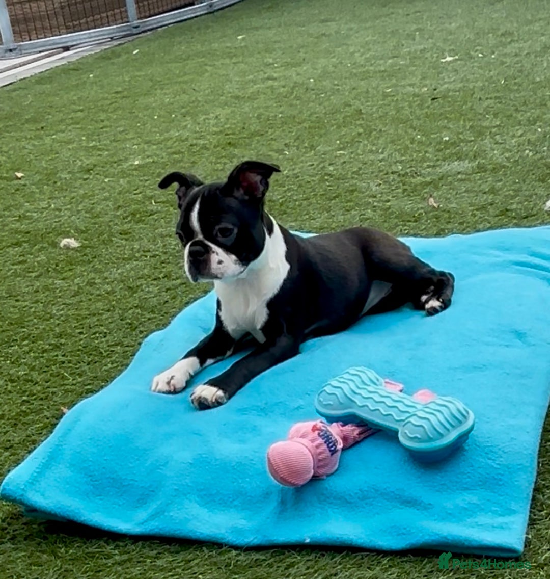 Boston Terrier dogs for sale: Beautiful Boston terriers  - Image 5