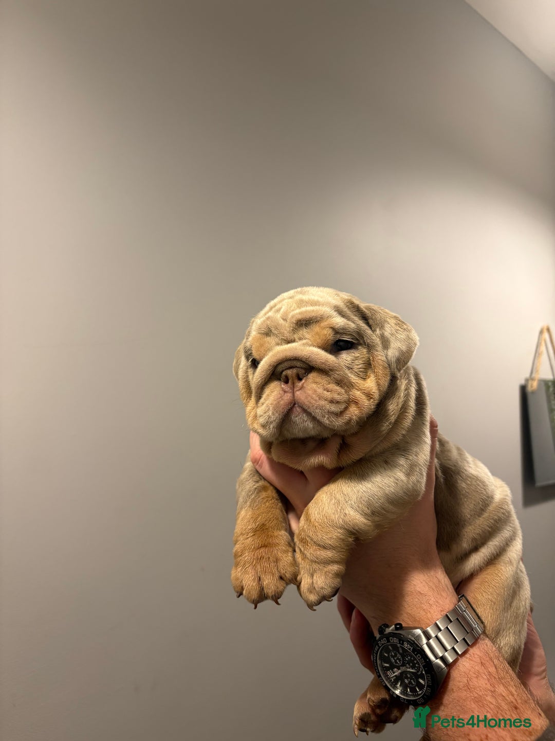 English Bulldog dogs for sale: English Bulldog puppies - Posherbulls bloodlines - Advert 14