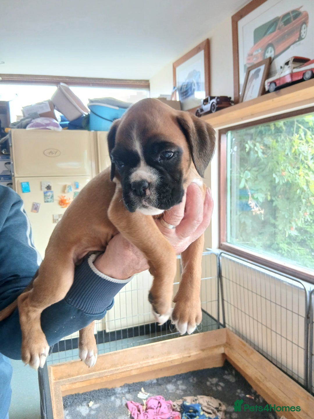Boxer dogs for sale: Stunning KC boxers avaliable now  - Image 6