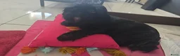 Shih Tzu dogs for sale: Beautiful Shih Tzu Puppies – 2 Boys & 4 Girls - Advert 3