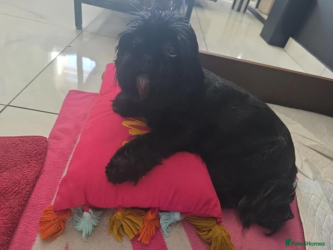 Shih Tzu dogs for sale: Beautiful Shih Tzu Puppies – 2 Boys & 4 Girls - Advert 3