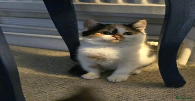 Mixed Breed cats - Advert 2