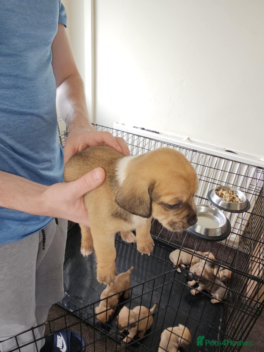 Mixed Breed dogs for sale: Cute Females and Male Dachshunds x Pug for sale  - Image 3