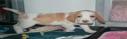 Beagle dogs for sale: KENNEL CLUB REG BEAGLE PUPPIES - Advert 2