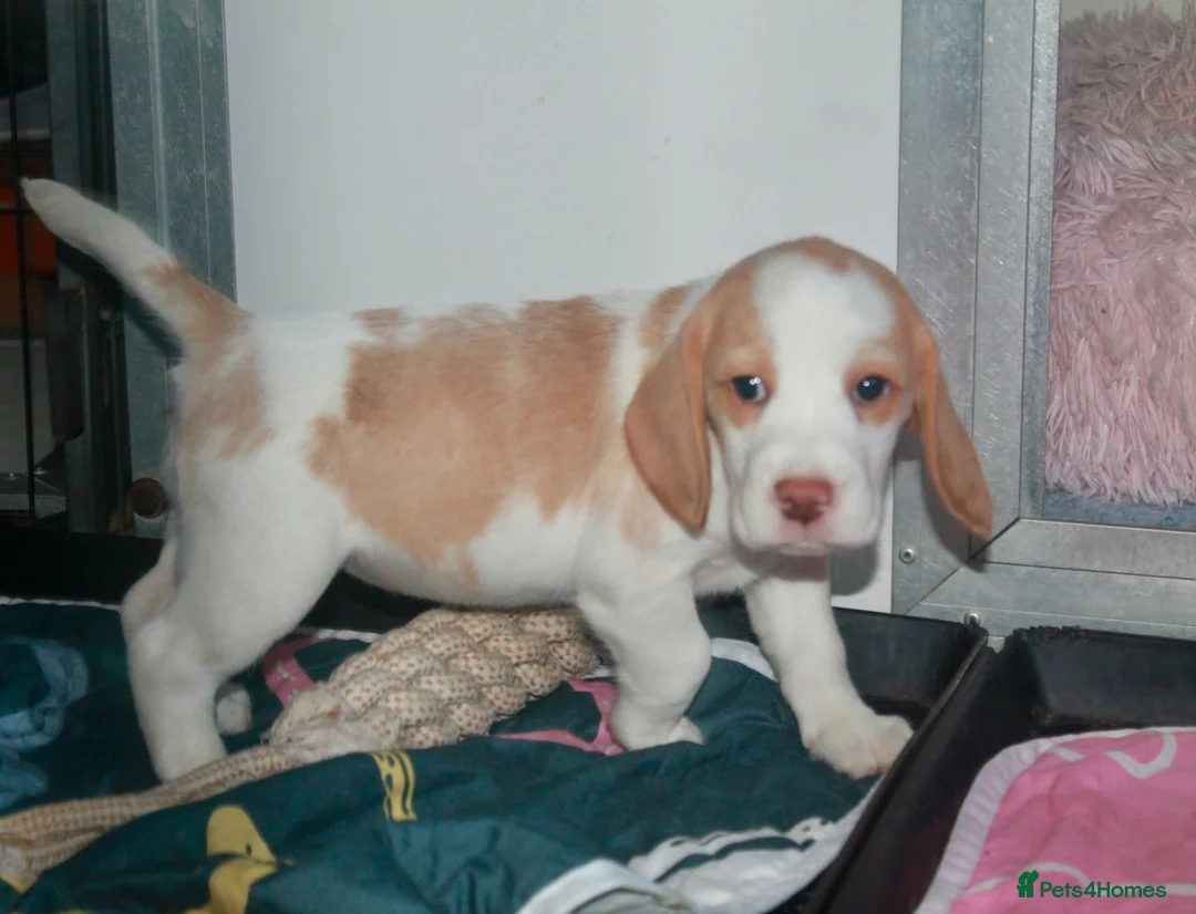 Beagle dogs for sale: KENNEL CLUB REG BEAGLE PUPPIES - Advert 2