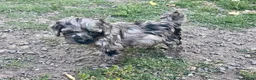 Cockapoo dogs for sale: Beautiful cockapoo pups for sale - Advert 7