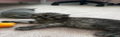 Scottish Fold 1
