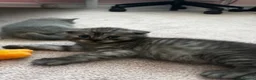 Scottish Fold cats for sale:  Scottish fold x  BSH 8 week old kittens  - Advert 10