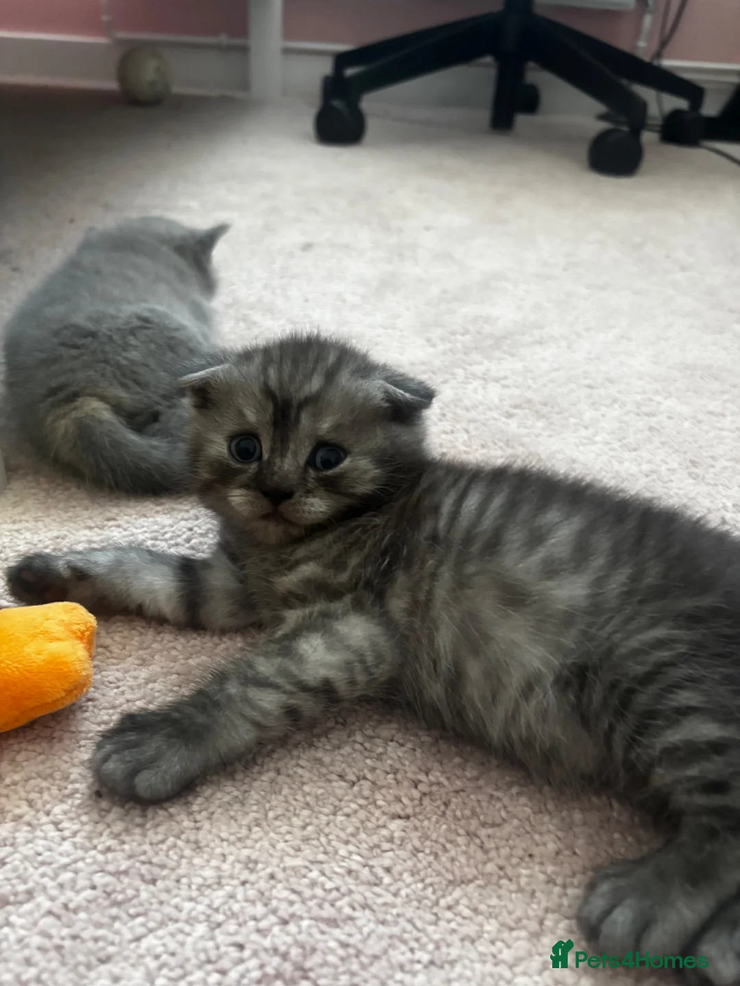 Scottish Fold cats for sale: TICA /  Scottish fold x  BSH   - Advert 13