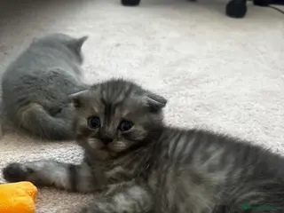 Scottish Fold cats TICA / Scottish fold x BSH - Advert 4