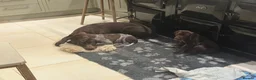 German Shorthaired Pointer dogs for sale: Litter of nine family raised GSPs  - Advert 9