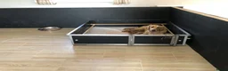 Mini Goldendoodle dogs for sale: Fox Red F1 Miniature Goldendoodle 100% DNA Clear - Advert 4
