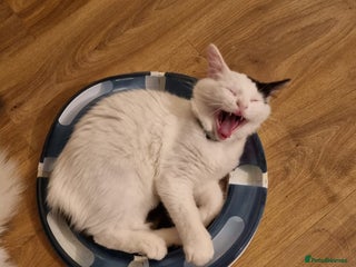 Ragdoll cats Mix Ragdoll boy - Advert 2