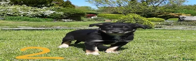 Mixed Breed Puppy 2