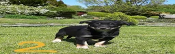 Mixed Breed dogs for sale: Collie × Kelpie pups near Cowbridge  - Advert 7