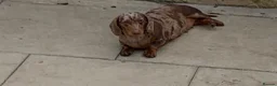 Miniature Dachshund dogs for sale: Minature daschund female  - Advert 2
