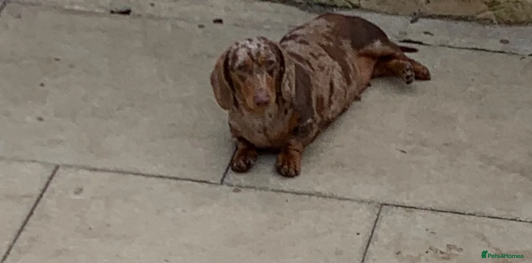 Miniature Dachshund dogs for sale: Minature daschund female  - Advert 2
