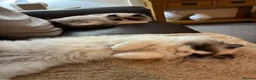 Ragdoll cats for sale: Ragdoll in Redditch - Advert 8