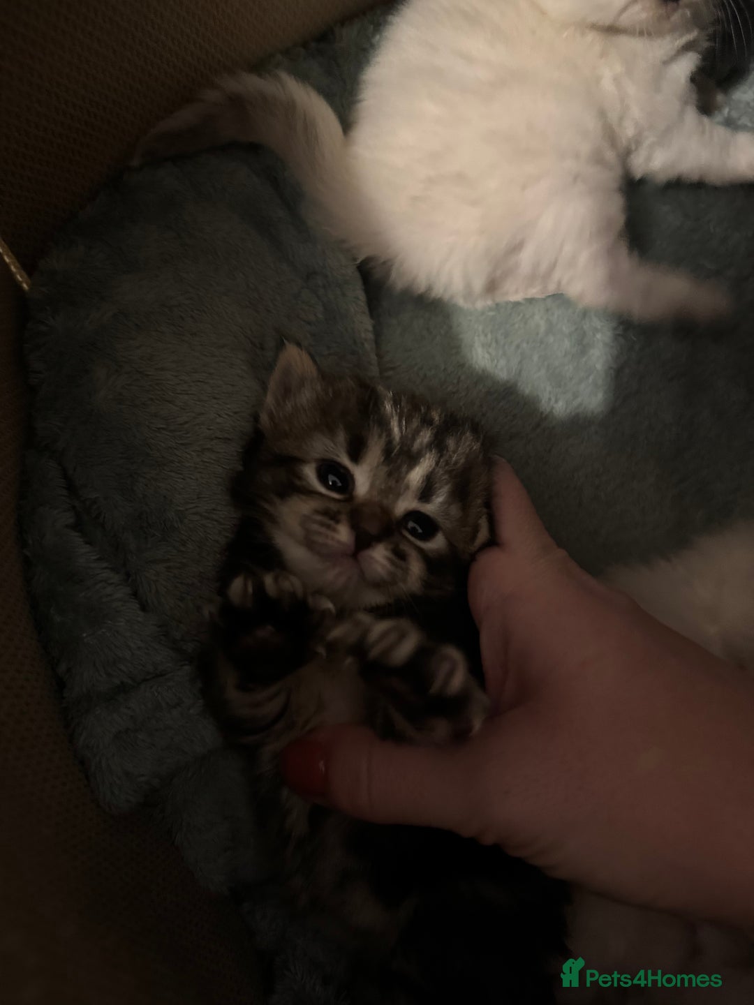 Ragdoll cats for sale: 5 beautiful kittens, 3/4 ragdoll 1/4 tabby - Advert 6