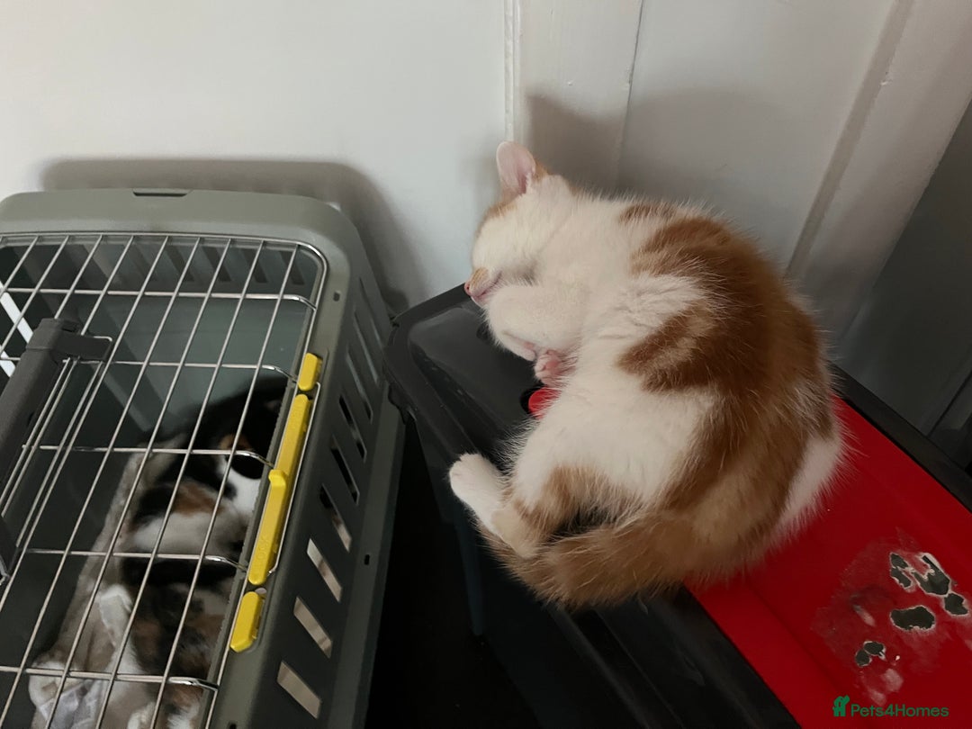 Domestic Shorthair cats for sale: Litter of 9 Beautiful Kittens - Image 26
