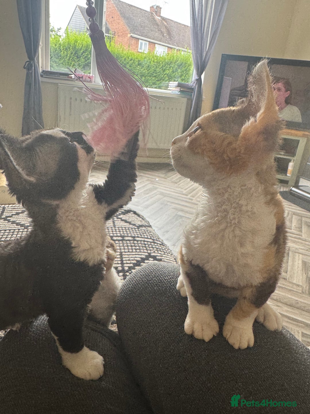 Devon Rex cats for sale: Aramis - Only 2 left Devon Rex Kittens – Exceptional Type  - Image 25