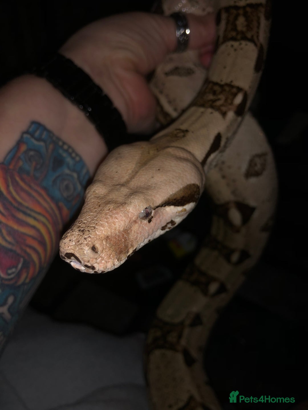 Boa Snake reptiles for sale: Boa t negative blonde - Advert 2