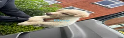 Utonagan dogs for sale: Husky x Alaskan malamute  - Advert 3